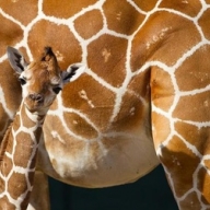 � ����� ������� ������������ ����� 