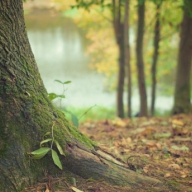В Германии ветка дерева рухнула на людей: 29 пострадавших В Германии ветка дерева рухнула на людей: 29 пострадавших
