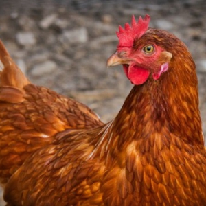 В Украине зафиксировали вспышку опасной инфекции: как уберечься В Украине зафиксировали вспышку опасной инфекции: как уберечься