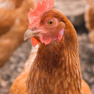 В Винницкой области сожгли 22 тысячи птиц: что произошло В Винницкой области сожгли 22 тысячи птиц: что произошло