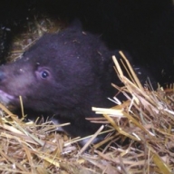 Киевлянам впервые показали маленького мишку в зоопарке Киевлянам впервые показали маленького мишку в зоопарке