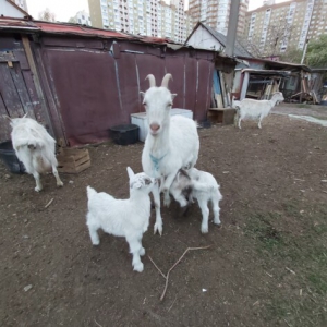 ���� �� ���������: �������� �� �������� ����� ������