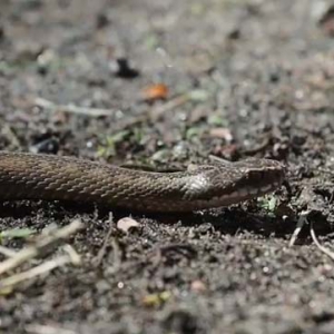 � ������ ������ �������� � ���������� ���� ����� �쳿