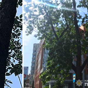 На перехресті вулиць Соборності та Петлюри на 55-річну полтавку впала гілка з дерева На перехресті вулиць Соборності та Петлюри на 55-річну полтавку впала гілка з дерева