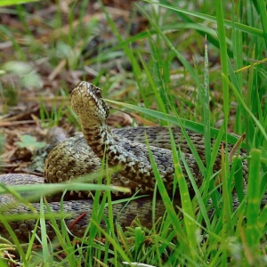 � ������������ ������ ��� ������� ������� � ���������� �������������