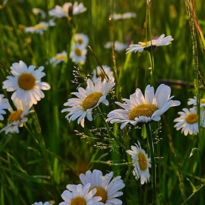 ������ � ������: ������� ������������ � �����, � ���������� ������