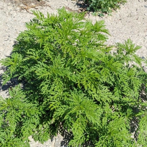 �� �������� ����� ������� ������������ �������: � �������� ���������� ������� ����� ��� �� ��������