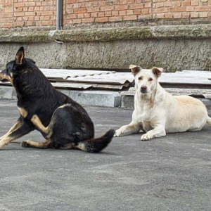Зоозахисники організовують мітинг перед міськрадою для підтримки безпритульних собак Зоозахисники організовують мітинг перед міськрадою для підтримки безпритульних собак