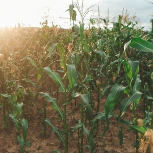 ���������� ��������� �� ������ �������� �� ������� ��������� ���������� ��������� � �����