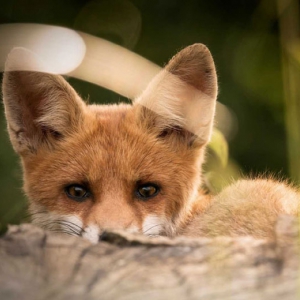 З початку вересня на Полтавщині вакцинують проти сказу диких м’ясоїдних тварин З початку вересня на Полтавщині вакцинують проти сказу диких м’ясоїдних тварин