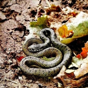 У Карлівці змія укусила 11-річну дівчинку У Карлівці змія укусила 11-річну дівчинку