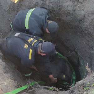 У Козельщинському районі з покинутого колодязя витягли корову У Козельщинському районі з покинутого колодязя витягли корову