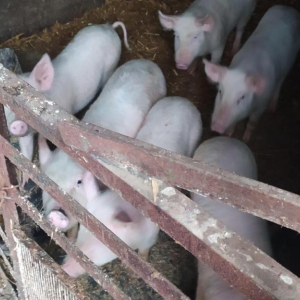 � �������������� ������ ������� ����������� ���� ������