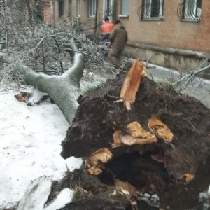 Від льодяного дощу та вітру у Полтаві обриваються електромережі та падають дерева Від льодяного дощу та вітру у Полтаві обриваються електромережі та падають дерева