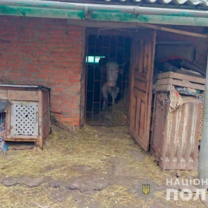 � ������������������� ������ ��� ���� 81-���� ���� �� ������� ��� � ��������