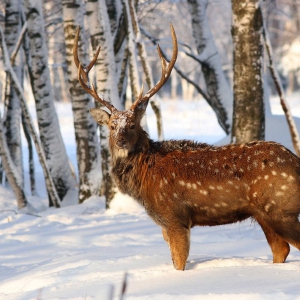 � �������������� ������ ������ ��������� ����������, ���� ���� ����� ���������� �����