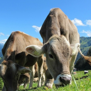 Ученые решили научить коров пользоваться Ученые решили научить коров пользоваться