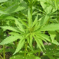 ������ ��������, ��� ��������� ������������� ����� ���