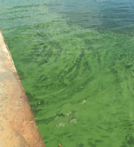 Вода в Одеській затоці позеленіла через токсичні бактерії Вода в Одеській затоці позеленіла через токсичні бактерії