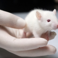 �������� ������ ����������� ���� ����� �� ����� ����� �����