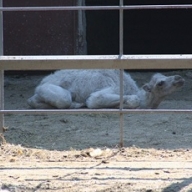 � �������� �������� ������� �����������