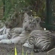 �� �������� ��������� ���������� 