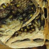 У Вінниці рятувальники «виселили» шершнів із дитячого санаторію У Вінниці рятувальники «виселили» шершнів із дитячого санаторію