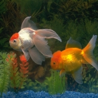 �������� ��������, � ��� ������ ����