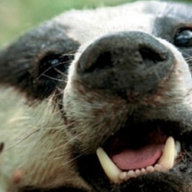 � �������� ������ ����� ����������� � �����������