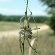 ��� ������� �������� �����, ���� ������� �������� ������ ���� � �������