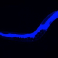 ������ ������ ������� ������