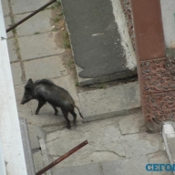 На Одесчине дикий кабан устроил переполох в ресторане На Одесчине дикий кабан устроил переполох в ресторане