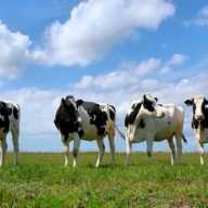 � �������� ����� ���� 52 ������