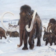 � ����������� ���������� ���� �������