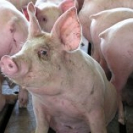 Через африканську чуму малі сільгосппідприємства Житомирської області змушені забивати свиней Через африканську чуму малі сільгосппідприємства Житомирської області змушені забивати свиней