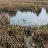 Нашествие бобров: в Житомирской области леса превращаются в болота Нашествие бобров: в Житомирской области леса превращаются в болота