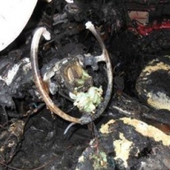 ��������� �������� ����������� ��������� �������� � �� � ��� �� ��������