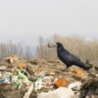 На Вінниччині комунальники створили незаконне сміттєзвалище На Вінниччині комунальники створили незаконне сміттєзвалище