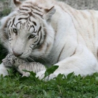 Дочь Тигрюли укусила посетителя Ялтинского зоопарка за ногу Дочь Тигрюли укусила посетителя Ялтинского зоопарка за ногу