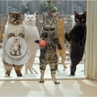 Потерявшийся кот прошел 200 км и нарушил украино-российскую границу  Потерявшийся кот прошел 200 км и нарушил украино-российскую границу