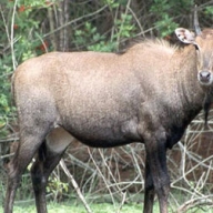 В Крыму антилопа напала на ребенка В Крыму антилопа напала на ребенка