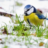 ������ �� ���� ������ ����� ���� � ����