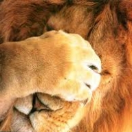 Во время обстрелов больше всех в сартанском зоопарке боятся львы Во время обстрелов больше всех в сартанском зоопарке боятся львы