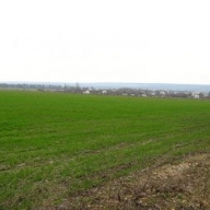 В Украине взошли почти все озимые В Украине взошли почти все озимые