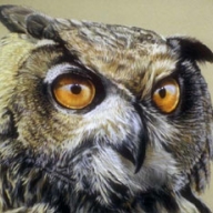 В Ялте горноспасатели с дерева сняли стреноженного филина В Ялте горноспасатели с дерева сняли стреноженного филина