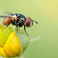 �� ������� ��� ������ �� ������ ���� - ������ 