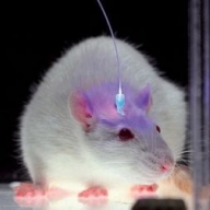 Ученые научились читать информацию с мозга Ученые научились читать информацию с мозга