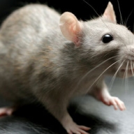 Ученые смогли вырастить крыс женского пола с мужским мозгом Ученые смогли вырастить крыс женского пола с мужским мозгом