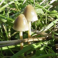 Галлюциногенные грибы не разрушают психику Галлюциногенные грибы не разрушают психику