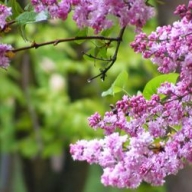 Ученые назвали причину майских дождей Ученые назвали причину майских дождей